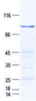 Human STK11 / LKB1 Protein (Recombinant GST, N-terminus + His, C-terminus)