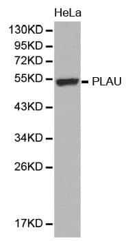 PLAU / Urokinase / uPA Antibody