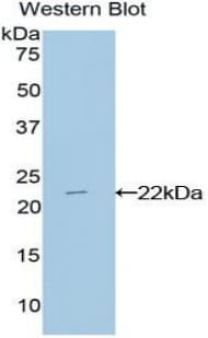 CD3E Antibody (aa28-185)