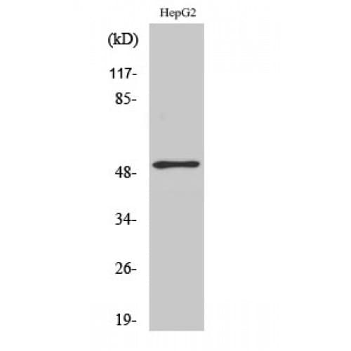 Polyclonal Rabbit anti-Human ATF2 Antibody (10-90 aa, IHC, WB)