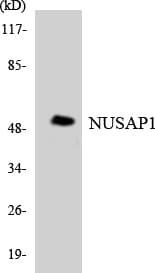 Polyclonal Rabbit anti-Human NUSAP1 / NUSAP Antibody (aa381-430, WB)