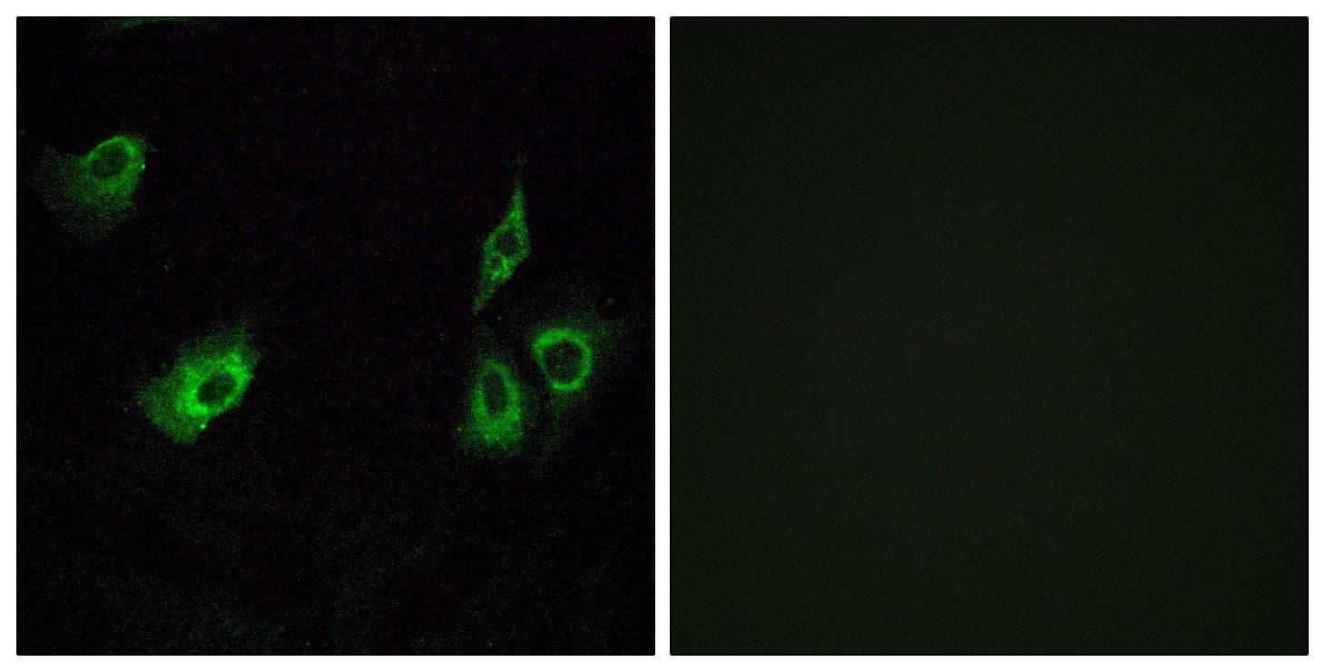 Polyclonal Rabbit anti-Human OR4K3 Antibody (IF, WB)
