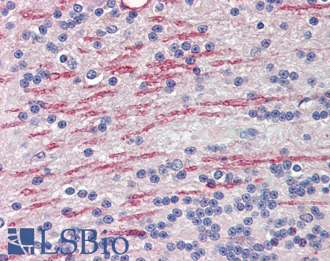 IHC-plus™ CYP26 / CYP26A1 Antibody (aa485-496)