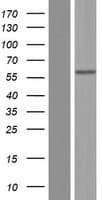 ALPL / Alkaline Phosphatase Protein (Over-Expression Lysate Myc-DDK (Flag))