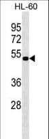 NAAA / ASAHL Antibody (aa331-359)