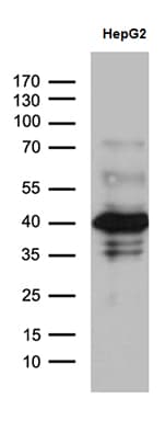 ZNF670 Antibody (clone OTI6H9)
