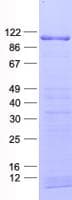 Human ZNF750 Protein (Recombinant His, N-Terminal)