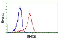 Monoclonal Mouse anti-Human SNX9 / WISP Antibody (clone OTI2B5, IHC, IF, WB)
