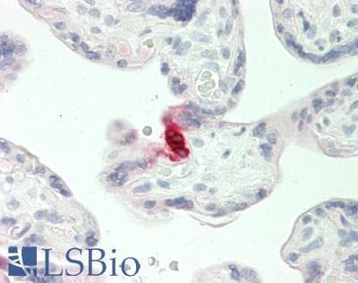 IHC-plus™ SERPINA5 / PCI Antibody