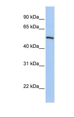KLF11 Antibody (aa434-483)
