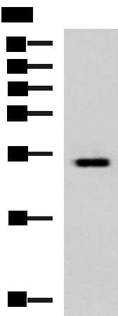 GINS3 Antibody
