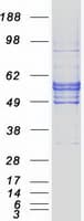 Human SLC2A5 / GLUT5 Protein (Recombinant Myc-DDK (Flag))