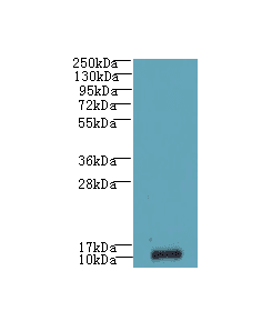 SH3BGRL3 Antibody