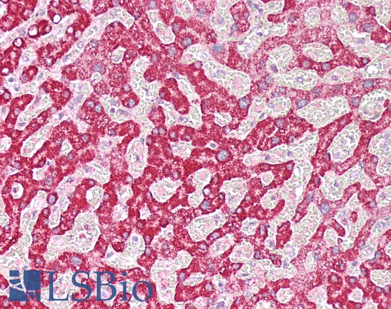 IHC-plus™ PARG Antibody