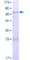 Human SPATA22 Protein (Recombinant GST)