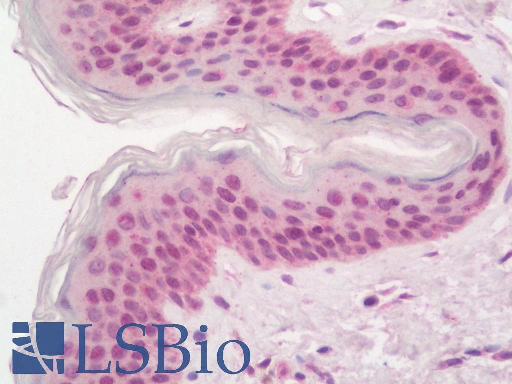 IHC-plus™ BF1 / FOXG1 Antibody