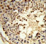 ARGLU1 Antibody (aa48-74)