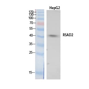 VIPERIN / RSAD2 Antibody