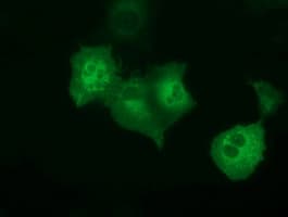 PECR Antibody (clone OTI2B2)