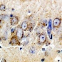 NTF4 / Neurotrophin 4 Antibody