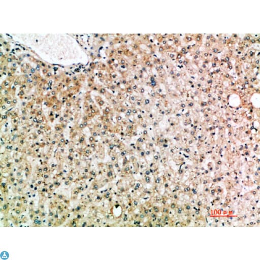 IL19 Antibody