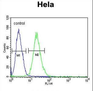 RPL31 / Ribosomal Protein L31 Antibody (aa24-51)