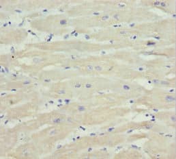 MTX2 Antibody