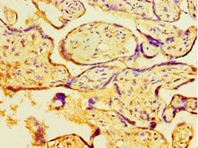 IHC-plus™ MYDGF / SF20 Antibody (aa32-173)