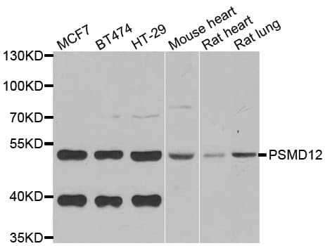 PSMD12 / Rpn5 Antibody