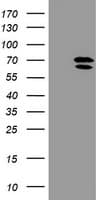 COPD / ARCN1 Antibody (clone OTI4H9)