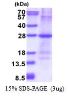 Human GSTM1 Protein (Recombinant His)