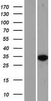 HS3ST6 Protein (Over-Expression Lysate Myc-DDK (Flag))