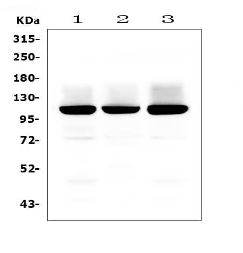 GRIA2 / GLUR2 Antibody (aa25-360)