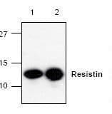 IHC-plus™ RETN / Resistin Antibody