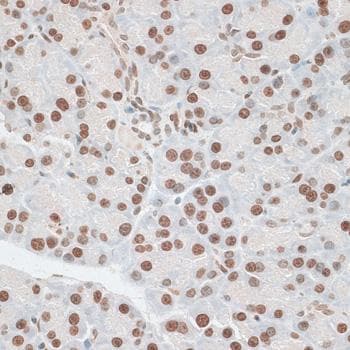 ZNF177 / PIGX Antibody