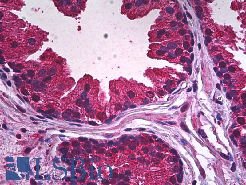 IHC-plus™ PDE9A Antibody (clone 1E1)
