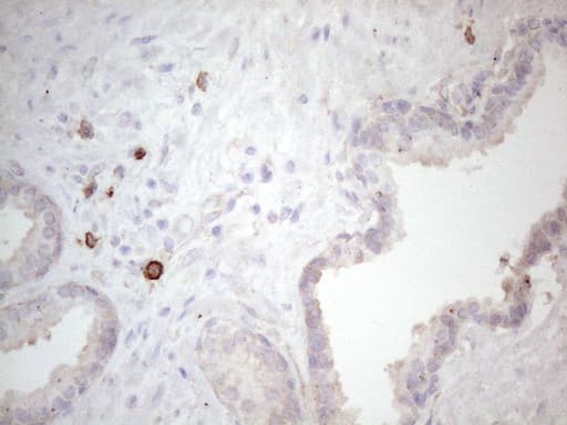 c-Kit / CD117 Antibody (aa27-308, clone OTI1B6)