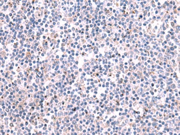 Polyclonal Rabbit anti-Human KCNK10 / TREK Antibody (IHC)