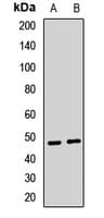 CYP2C18 / CYP2C Antibody