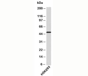 APG4B / ATG4B Antibody (C-Terminus)