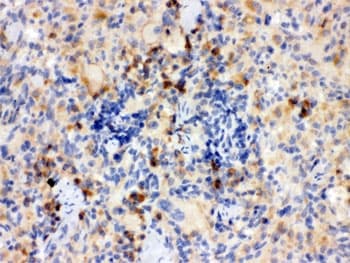 TLR7 / CD287 Antibody