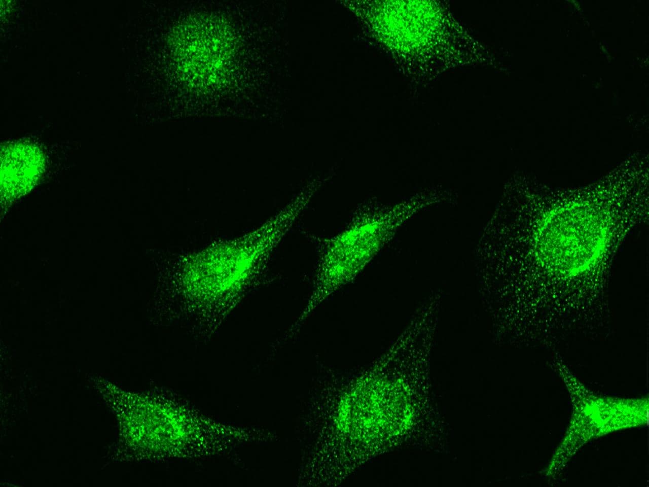 Polyclonal Rabbit anti-Human RAD51 / RECA Antibody (Preservative Free, IHC, IF)