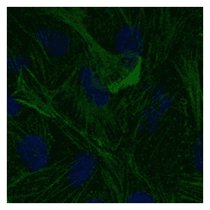 IHC-plus™ ACTB / Beta Actin Antibody (N-Terminus)