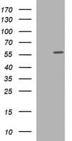 TUBA1C / Tubulin Alpha 1C Antibody (clone OTI1D8, Carrier-free)