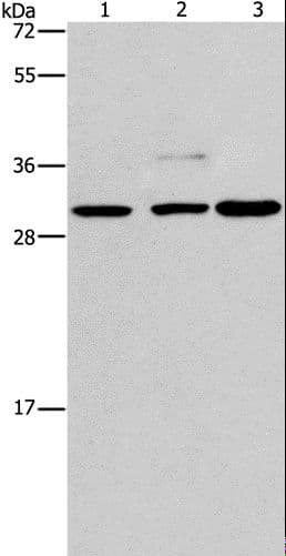 CRKL Antibody