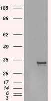 Monoclonal Mouse anti-Human AURKC / Aurora C Antibody (clone OTI4F7, WB)