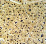 FKBP9 Antibody (aa51-80)
