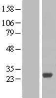 RAB27B Protein (Over-Expression Lysate Myc-DDK (Flag))