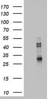CD68 Antibody (aa22-319, clone OTI3B6)
