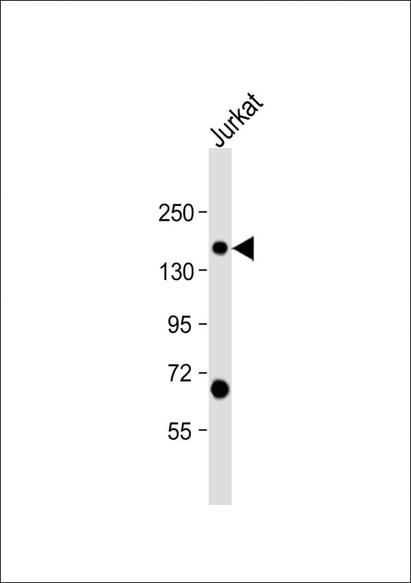 SCAF4 Antibody